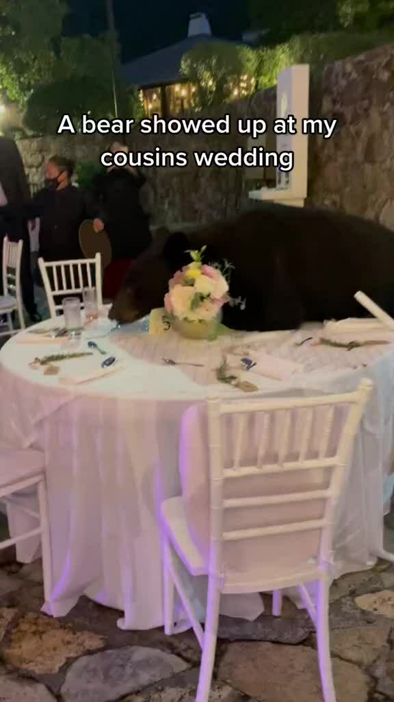 Gấu xông vào tiệc cưới, khách vẫn thản nhiên ăn tiệc