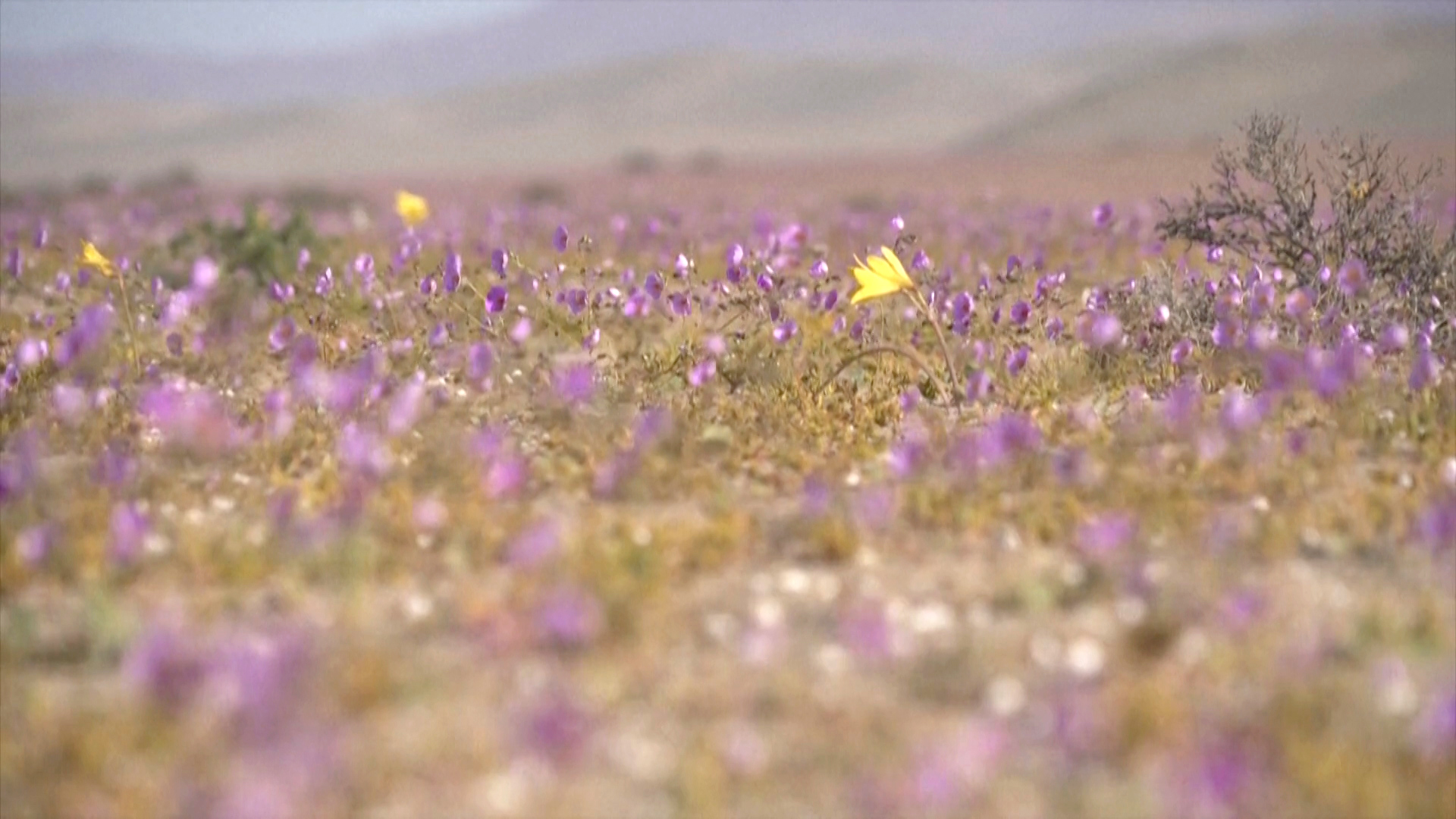 Hoa nở trên sa mạc khô cằn nhất trên trái đất