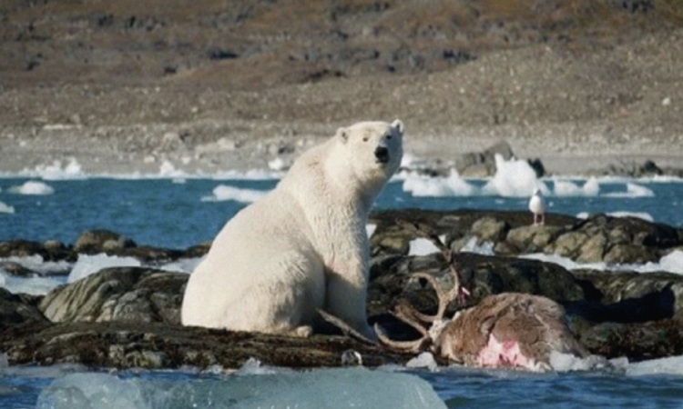 Kỷ lục đầu tiên về một con gấu Bắc Cực đuổi theo một con tuần lộc